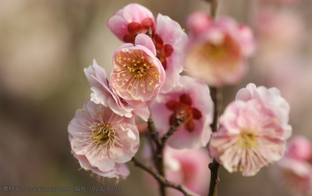 粉红梅花 自然风景 梅花 梅花素材 自然景观 自然 风景 自然摄影 花卉特写 生物世界 花草 高清花卉摄影 红色花 近景摄影 微距镜头摄影 高清摄影 粉红的梅花