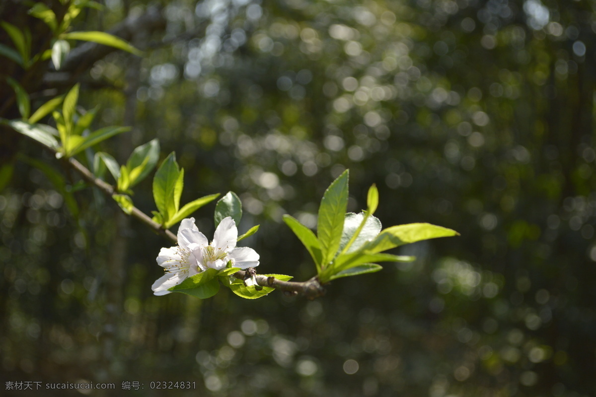 白色桃花 春光 春天 户外 花草 花木 美好 早春 生机 自然 桃花运 天空 阳光 画意 诗意 生物世界 psd源文件