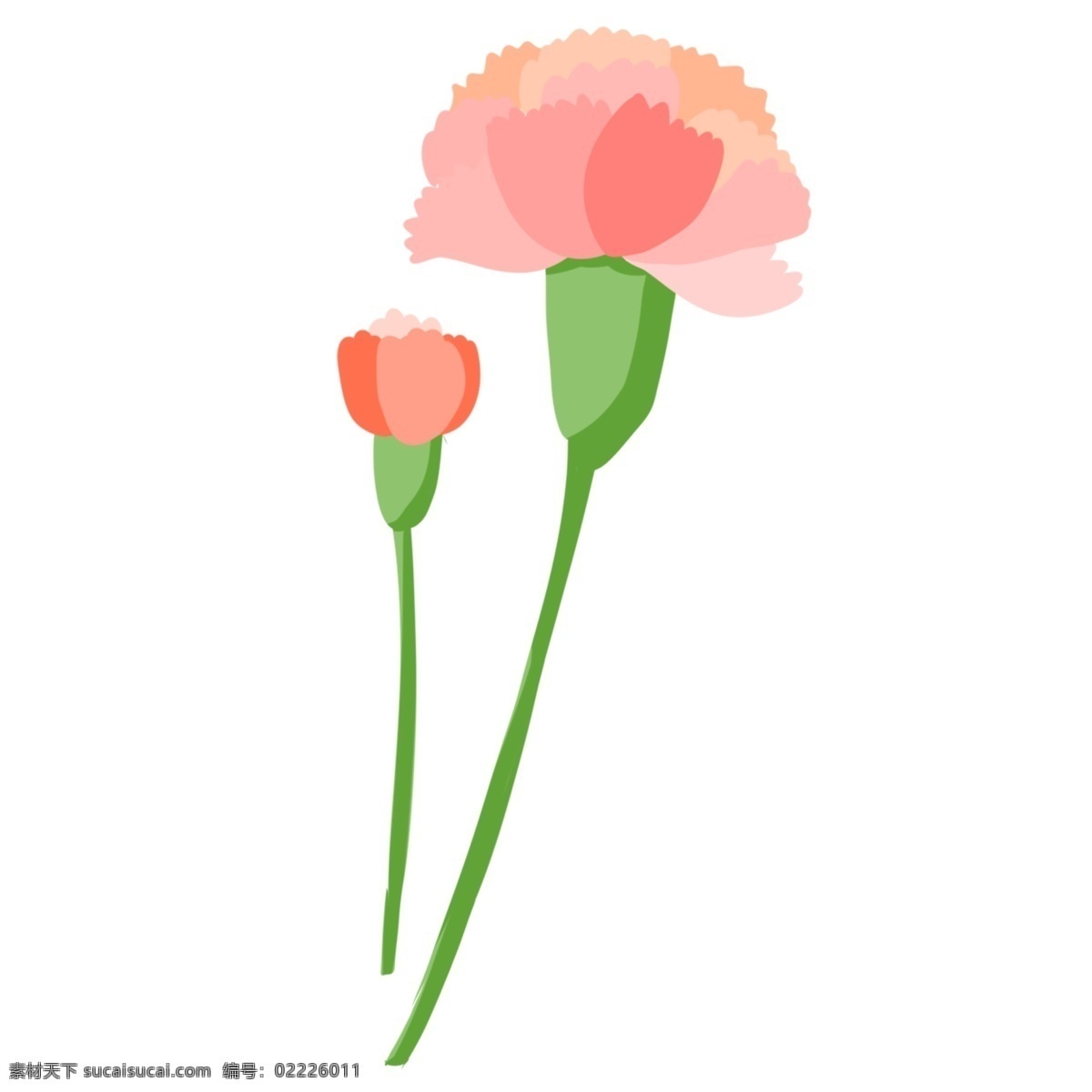 美丽 粉色 康乃馨 花卉 植物