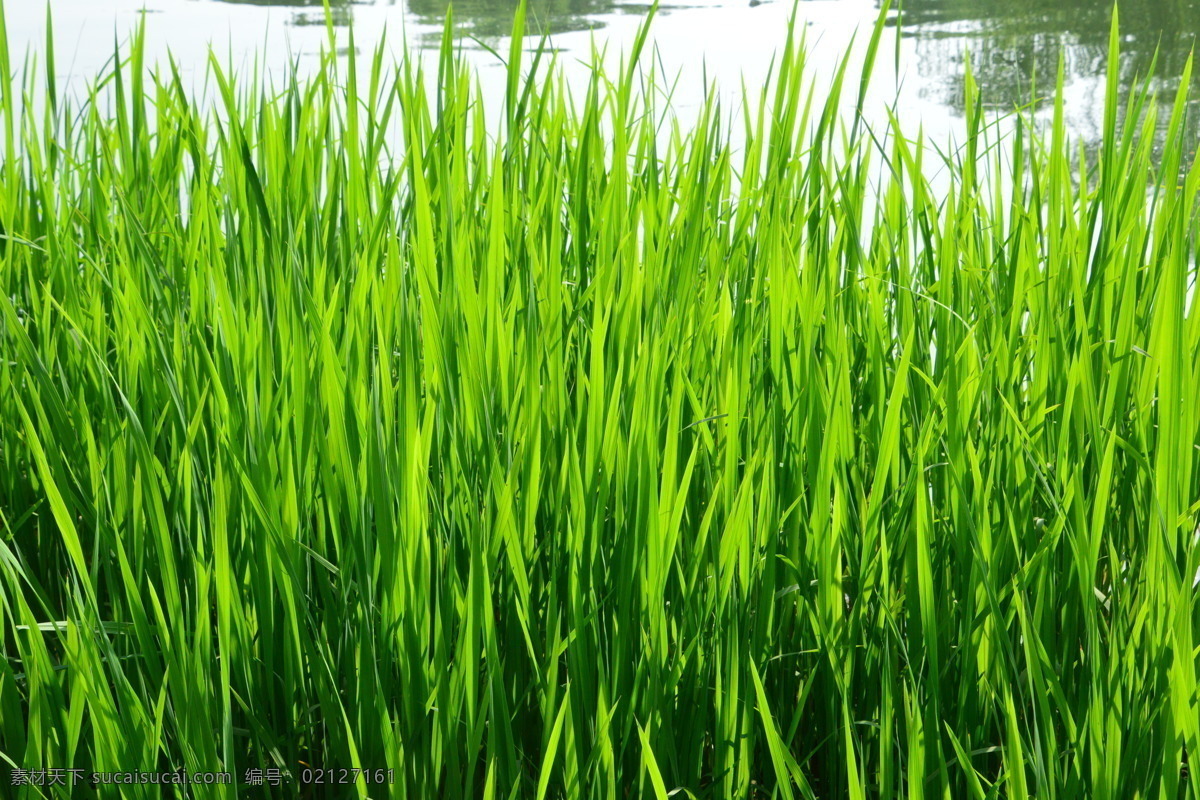 水草 绿草 背景素材 花草 水生植物 园林绿化 绿化景观 花卉大观园 生物世界