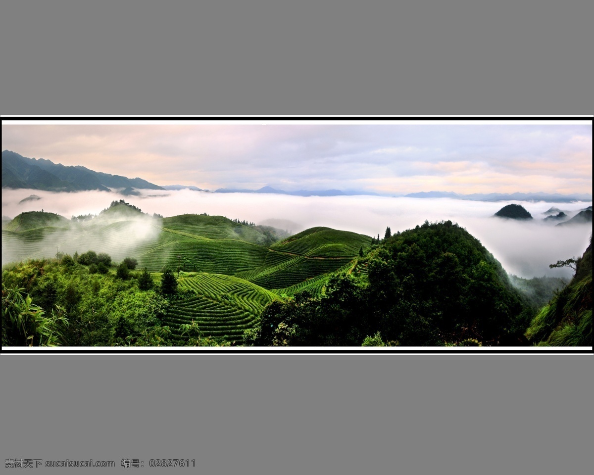 茶山 云雾 高山 茶园 茶叶 风景 自然景观 山水风景