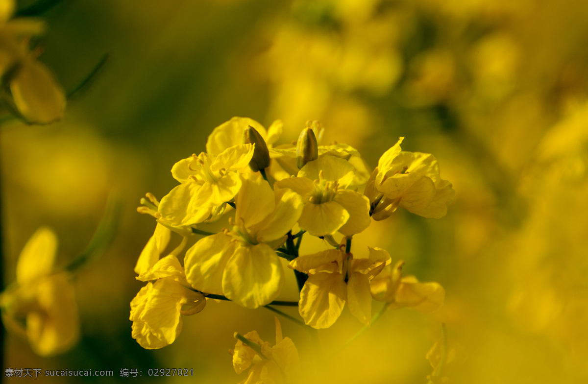 金黄色 油菜花