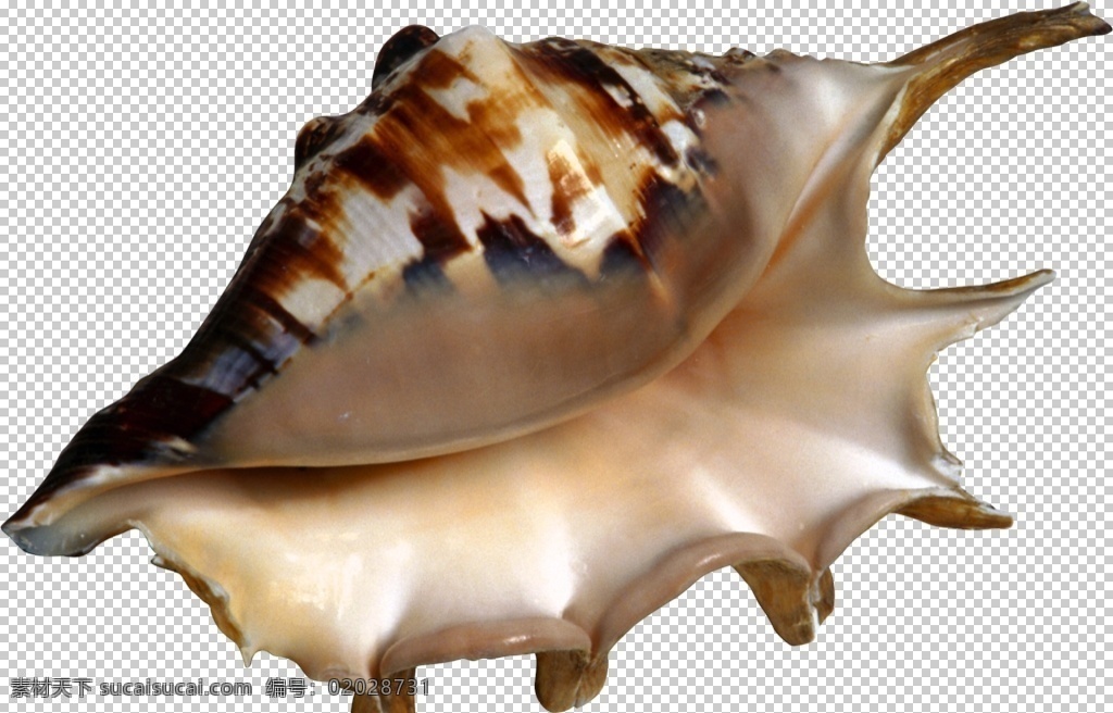 海洋生物 海螺 装饰 贝壳 装饰品 硬壳 生物世界