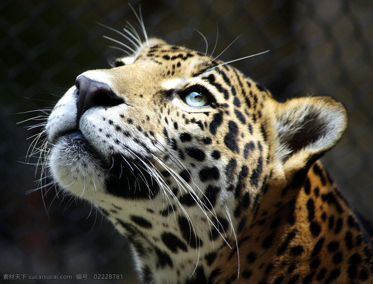 仰头 天空 猎豹 望着天空 动物园 渴望自由 野生动物 生物世界