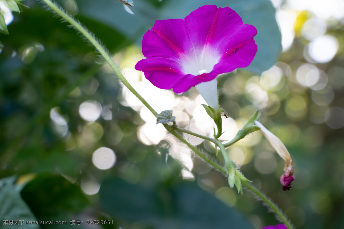 花 花卉 植物 自然 园艺 绿色 花瓣 装饰 园林 户外 矮牵牛花 紫色花 生物世界 花草