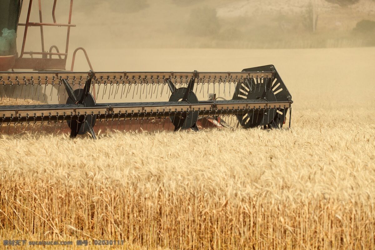 小麦收割机 麦田 金黄 秋收小麦 收割 收割机 丰收 田园 农场 麦子 小麦 麦穗 联合收割机 田园风光 自然景观 自然风景 农业生产 现代科技