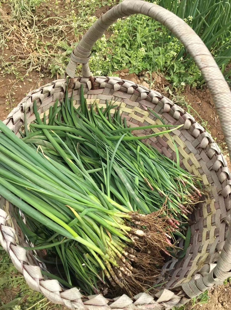 韭菜葱 韭菜 小葱 蔬菜采摘 菜篮子 菜地 植物 生物世界 蔬菜