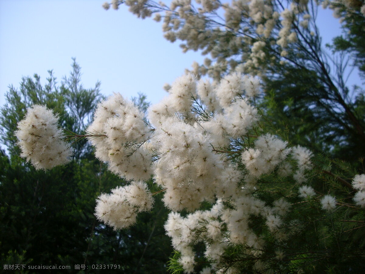 互 叶 白千层 花枝 互叶白千层 澳洲茶树油 新品种 树木树叶 生物世界