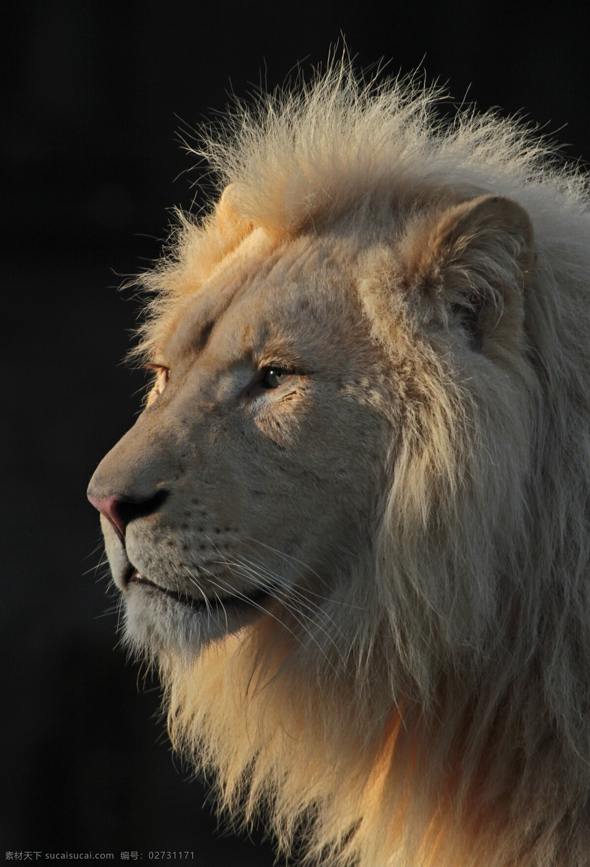 狮子 雄狮 狮 野兽 野生 动物 生物 海报 背景 高清 生物世界 野生动物