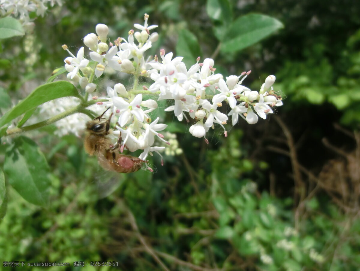 白色 小花 白色小花 百花盛开 春季 花草 蜜蜂 生物世界 植物 psd源文件