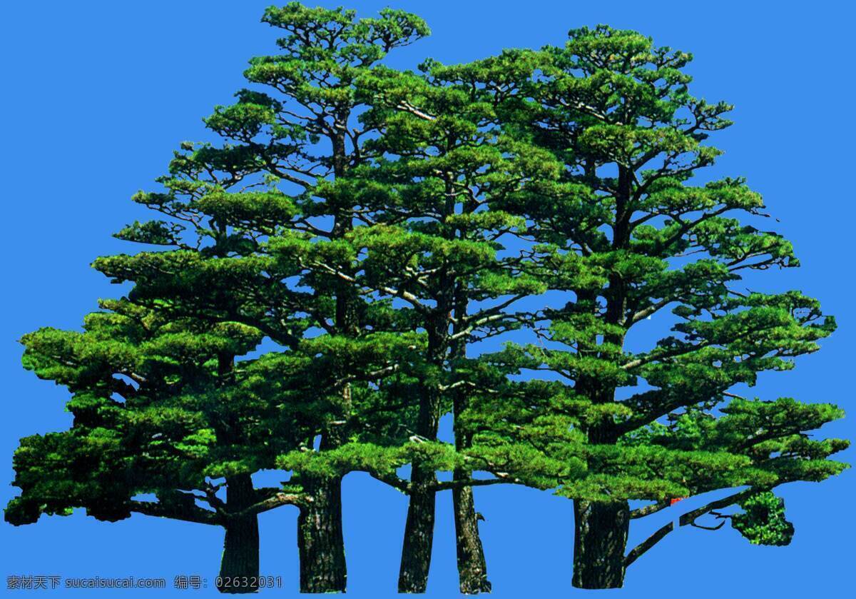 日本 黑松 松柏 类 植物 园林植物 日本黑松 松柏类 配景素材 园林 建筑装饰 设计素材 3d模型素材 室内场景模型