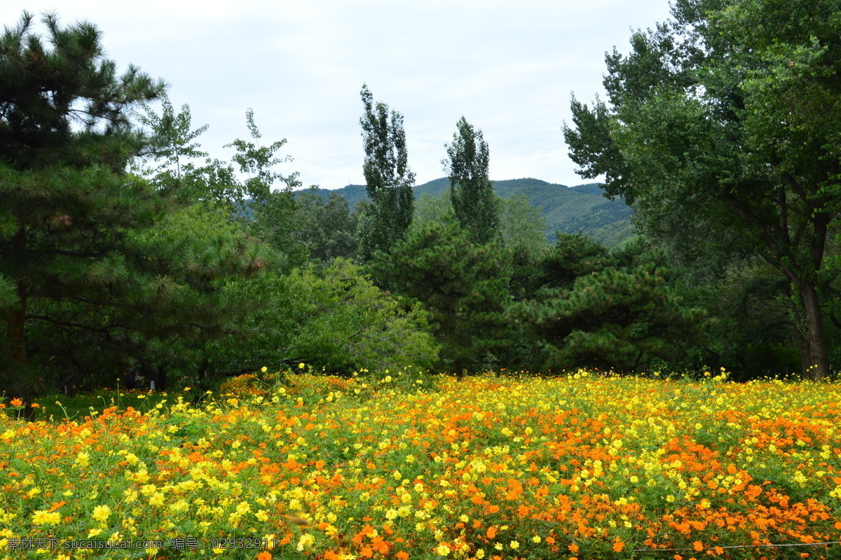 植物园花海 植物园风景 植物园美景 园林美景 公园美景 园林风景 园林 硫华菊 黄秋菊 黄花波斯菊 硫磺菊 黄芙蓉 花朵 花蕊 花瓣 花儿 植物 观赏花卉 花卉 花草 园艺 园林景观 绿化景观 生物世界