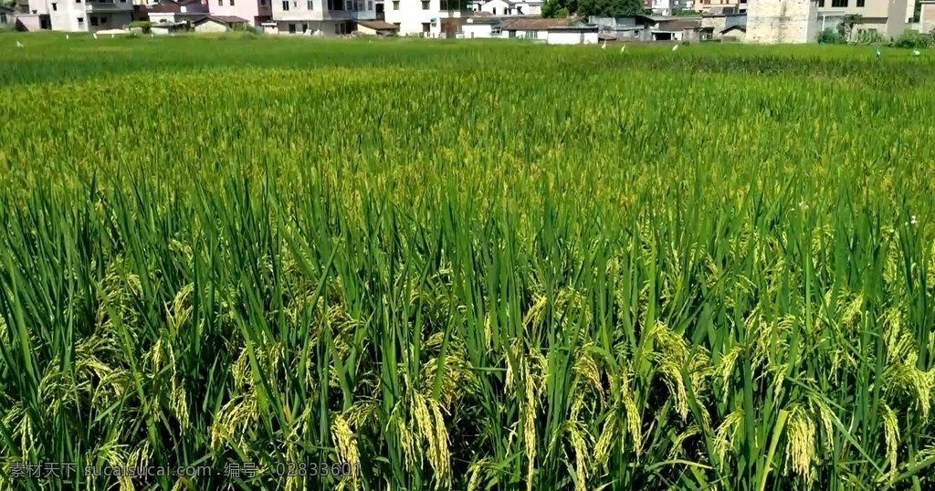 风 吹动 水稻 俯视 视频 风吹动 稻穗 禾苗 田野 乡村 田园 视频短片 多媒体 实拍视频 自然风光 mp4