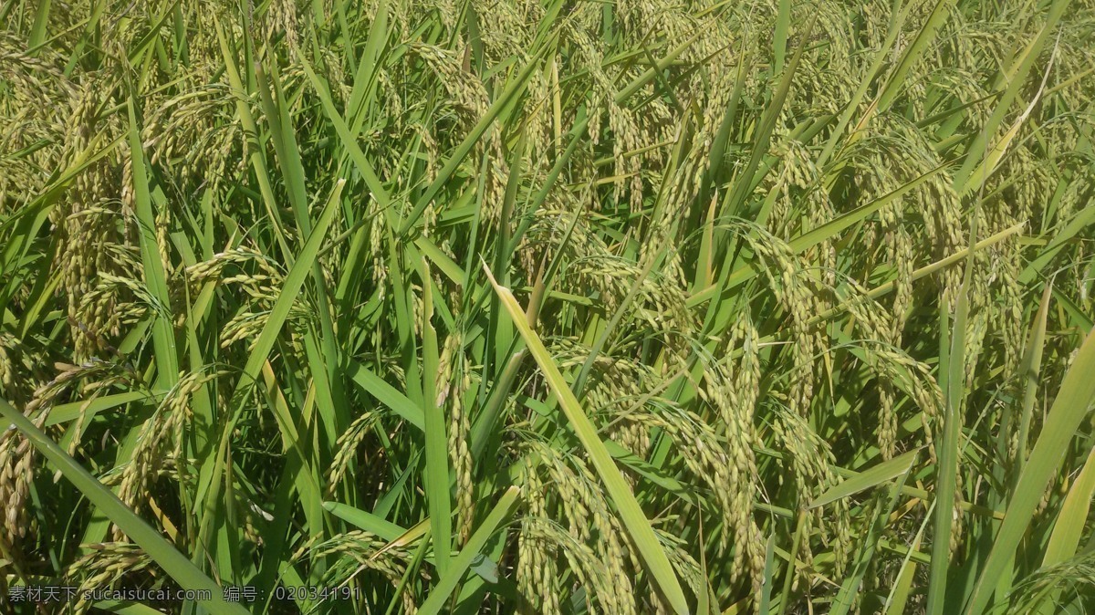 水稻 稻田 水田大米 粮食 农业 禾苗 稻谷 五常 植物 自然景观 田园风光