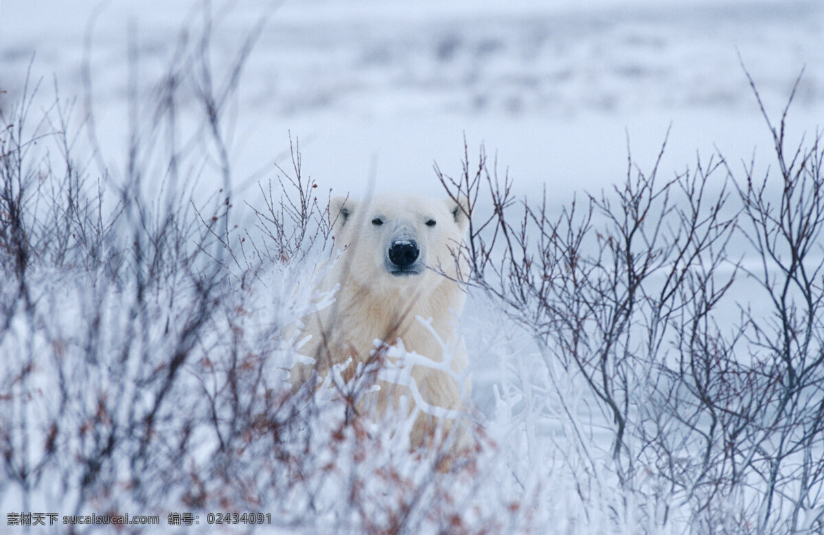 树枝 后面 北极熊 脯乳动物 保护动物 熊 雪地 野生动物 动物世界 摄影图 陆地动物 生物世界