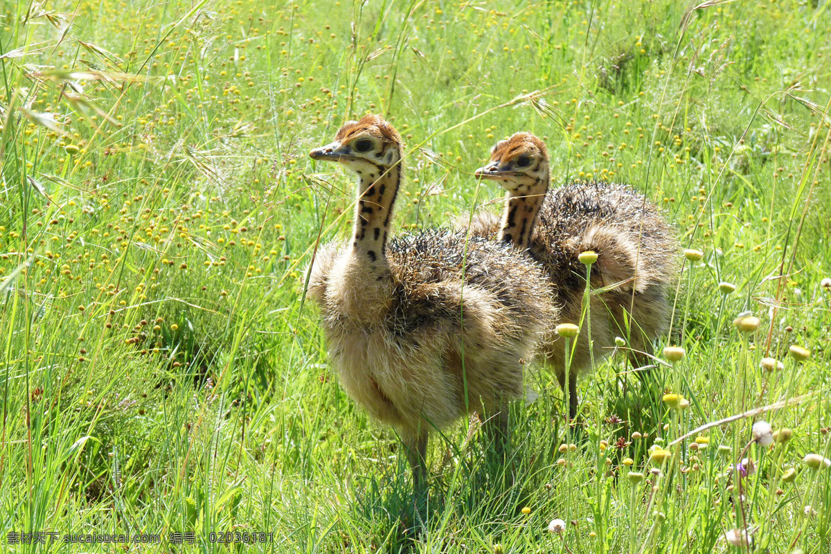 struthio camelus 非洲鸵鸟 鸟类 大型鸟类 野生动物 common ostrich