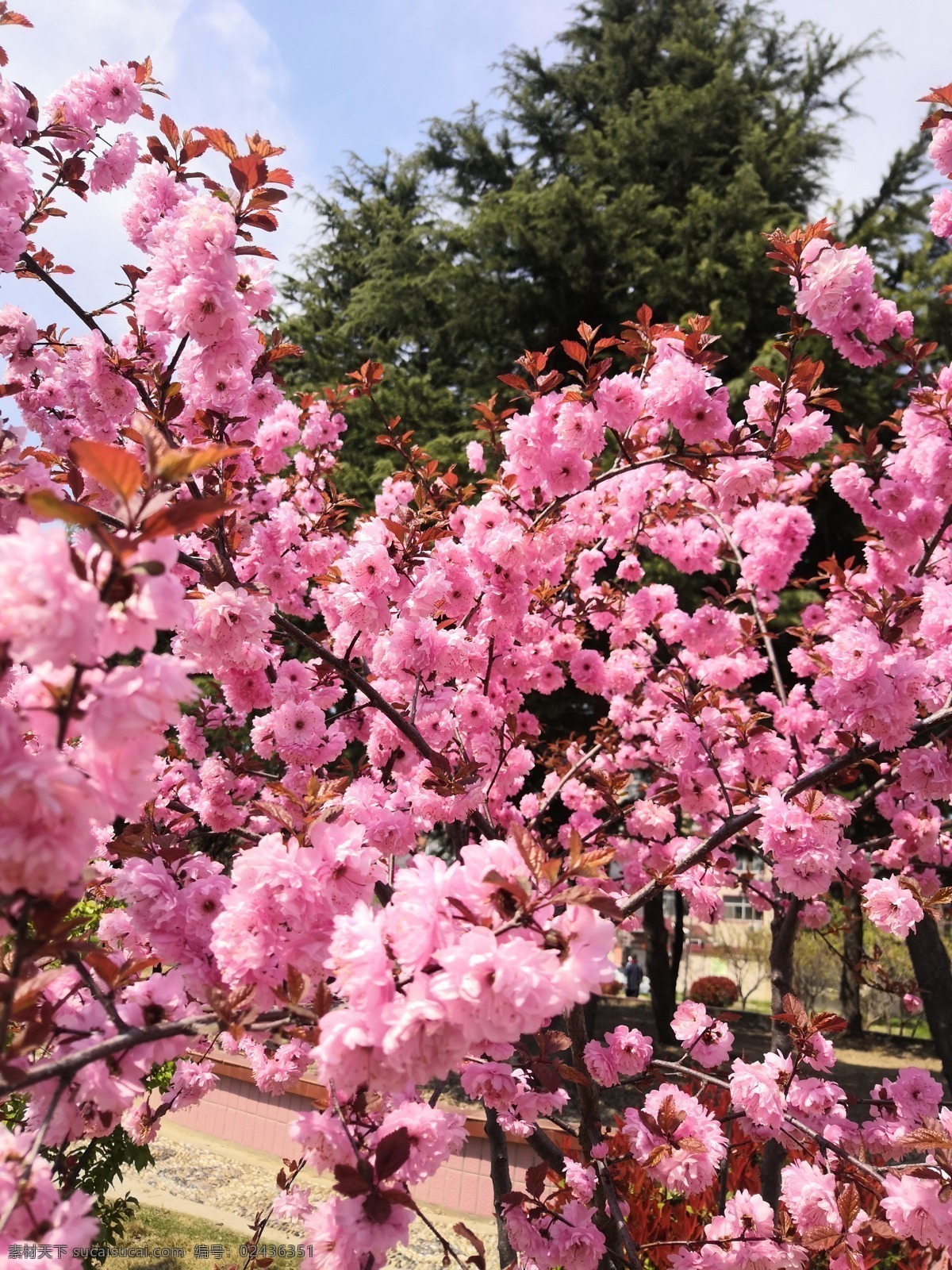 花朵 春天 花苞 花卉 鲜花 山桃 花蕊 桃花盛开 粉色桃花 花团锦簇 自然景观 自然风景