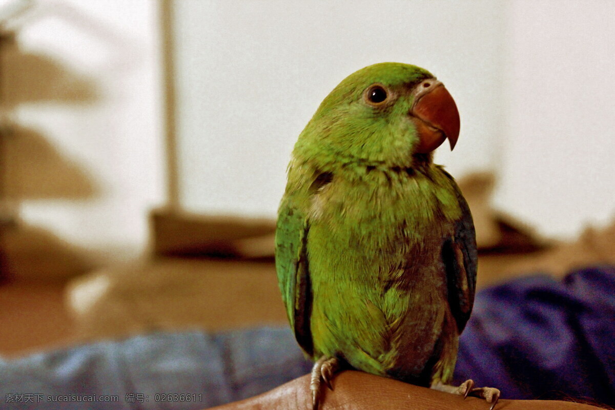 可爱 绿色 鹦鹉 高清 飞鸟 羽毛 嘴巴 观赏鸟