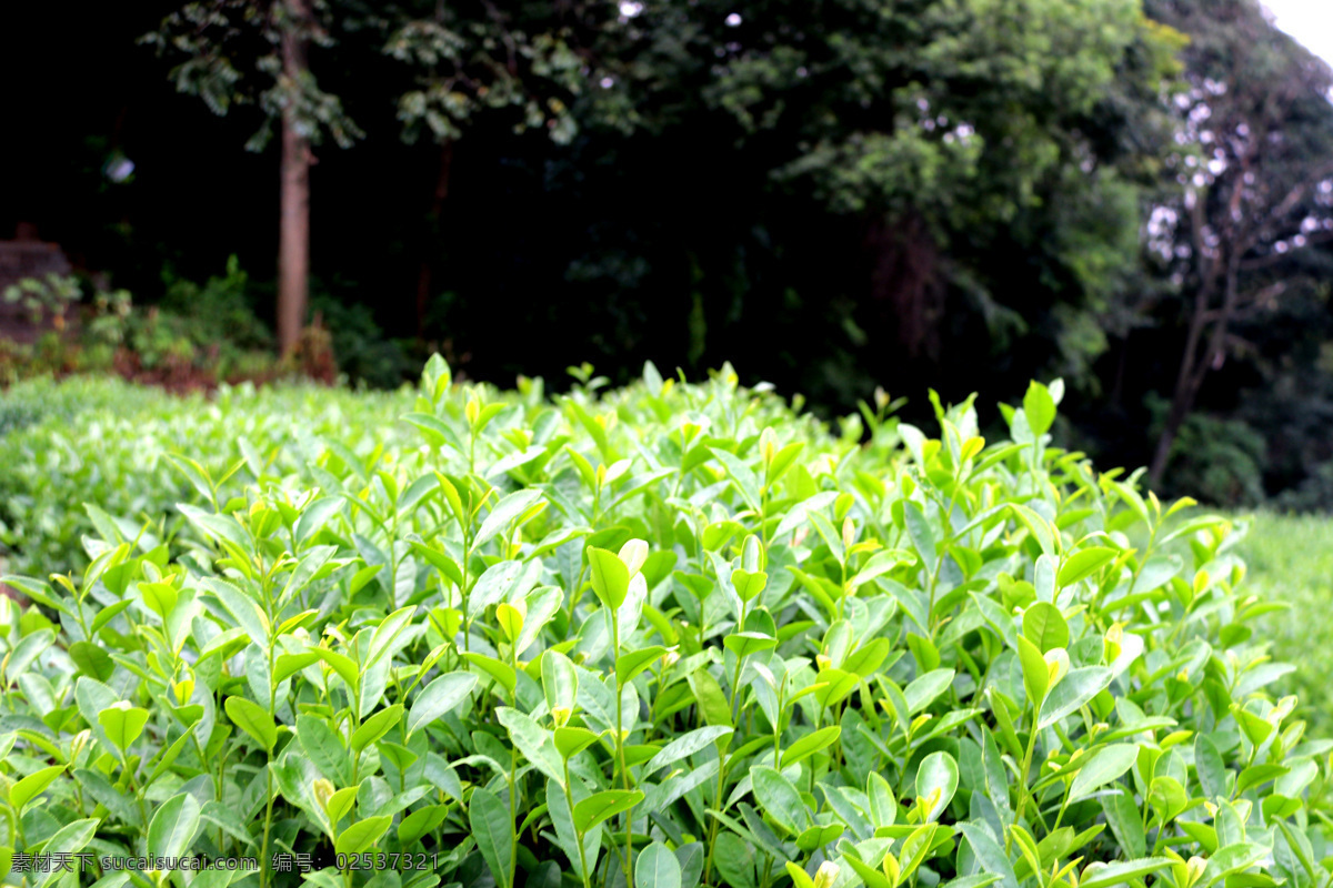 茶树 茶园 茶山 茶 叶 植物 花草树木 旅游摄影 自然风景