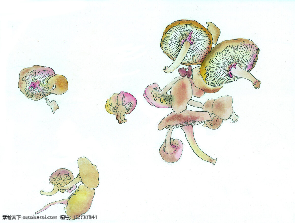 蘑菇免费下载 白描 绘画 美术 泼墨 水墨 写意 中国画 中国画艺术 文化艺术