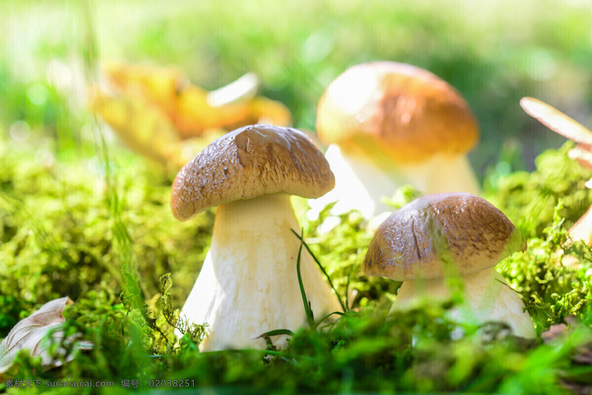 草地 上 蘑菇 阳光 蔬菜 美食 蘑菇图片 餐饮美食