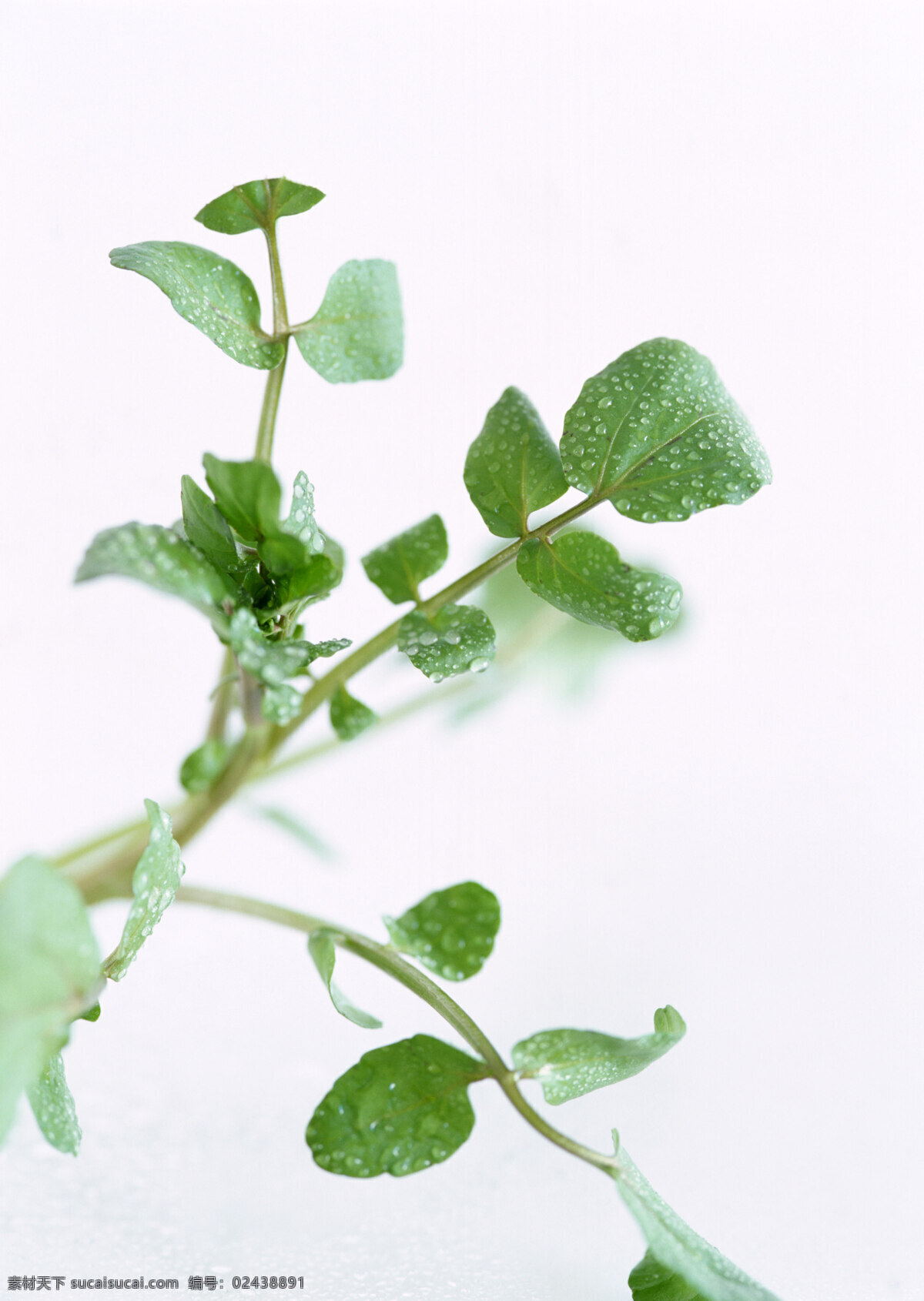 蔬菜免费下载 绿色蔬菜 生物世界 蔬菜 叶子 熟菜叶子 叶子特写 叶子细节 风景 生活 旅游餐饮
