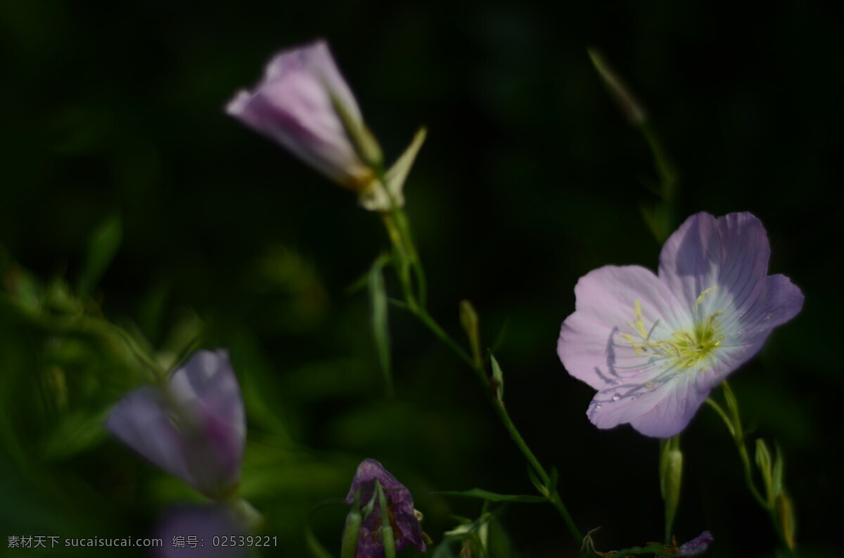 花菱草 花卉 花朵 花瓣 花蕊 花托 花茎 花叶 罂粟科 加州罂粟 金英花 人参花 洋丽春 花蕾 鲜花 白色 黄色 特写 花卉特写 植物类 生物世界 花草