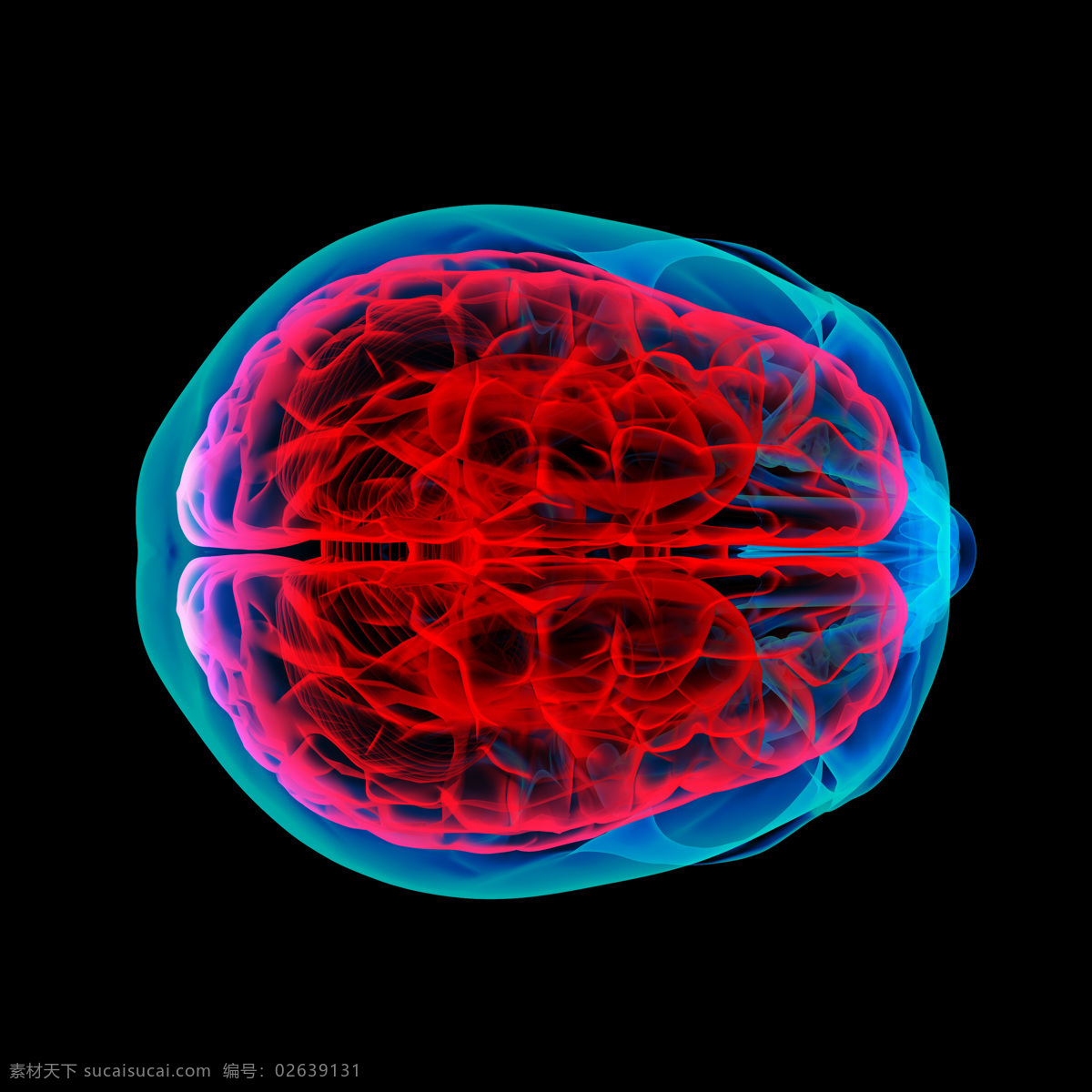 大脑 器官 大脑器官 人体 透视图 人体器官 医疗护理 现代科技