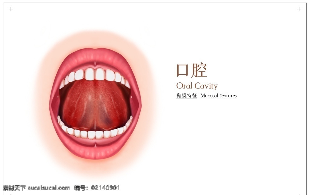口腔 构造 社会 公益 展板 宣传 展板模板
