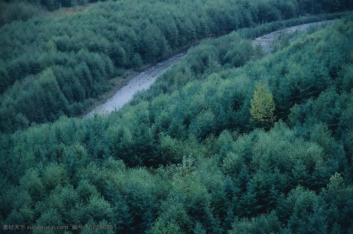 森林 风光 背景 风景 季节 旅游 森林风光 摄影图库 树 树林 树木 休闲 自然 自然风景 自然景观 生活 旅游餐饮