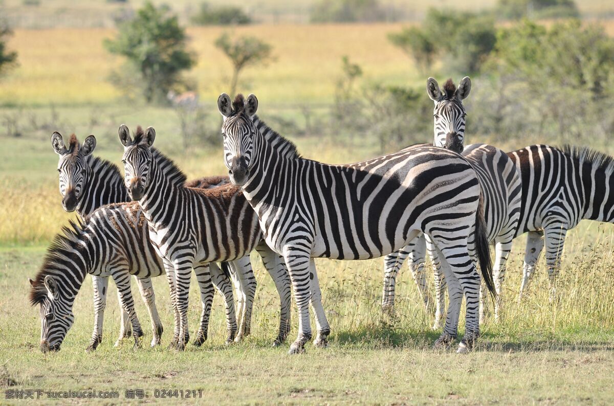 斑马图片 斑马 漂亮的斑马 野生动物 保护动物 珍稀动物 非洲草原 非洲动物 河流 食草动物 动物世界 生物世界