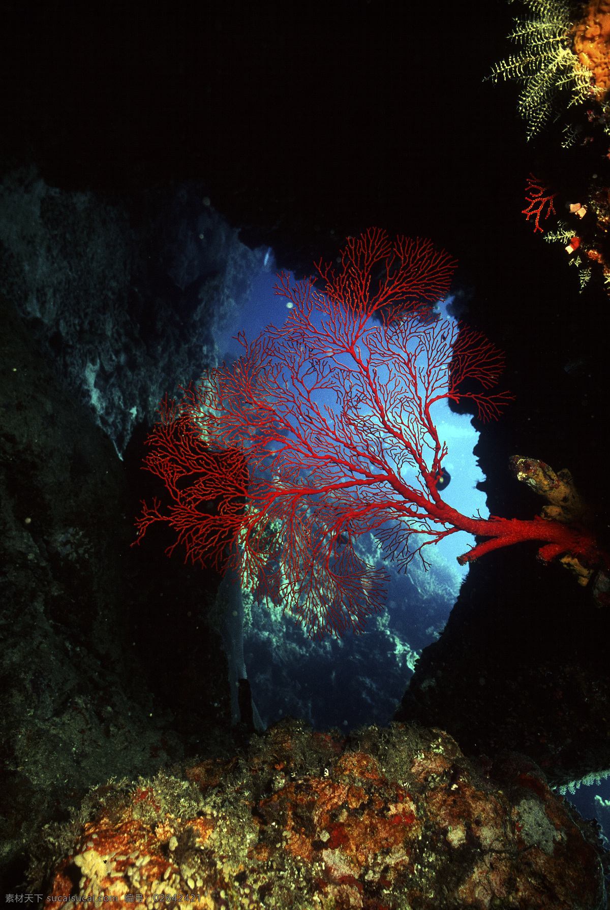 深海免费下载 安静 海胆 海底世界 海星 礁石 潜水员 珊瑚 深海 生物 水母 鱼群 探秘 鱼 生物世界