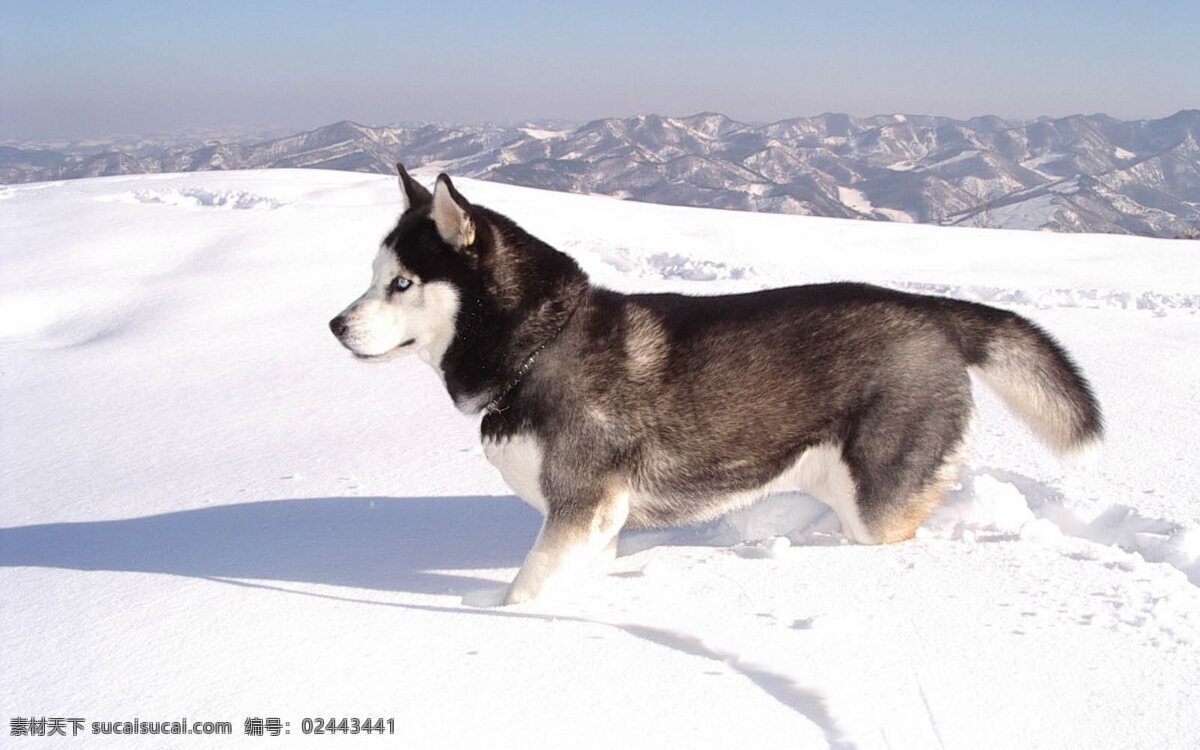 阿拉斯加 雪橇 犬
