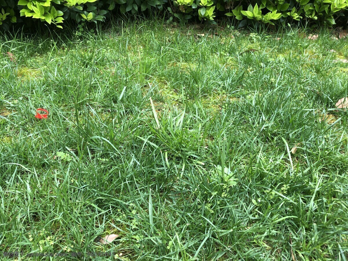 草地图片 组团植物 景观 室外 植物 效果图 小区 绿化 草地 绿化设计 自然景观 自然风景