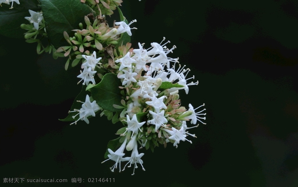 糯米条 茶树条 花卉 花朵 花瓣 花蕊 白色花 观赏花卉 植物 园林花卉 绿化景观 花卉大观园 生物世界 花草