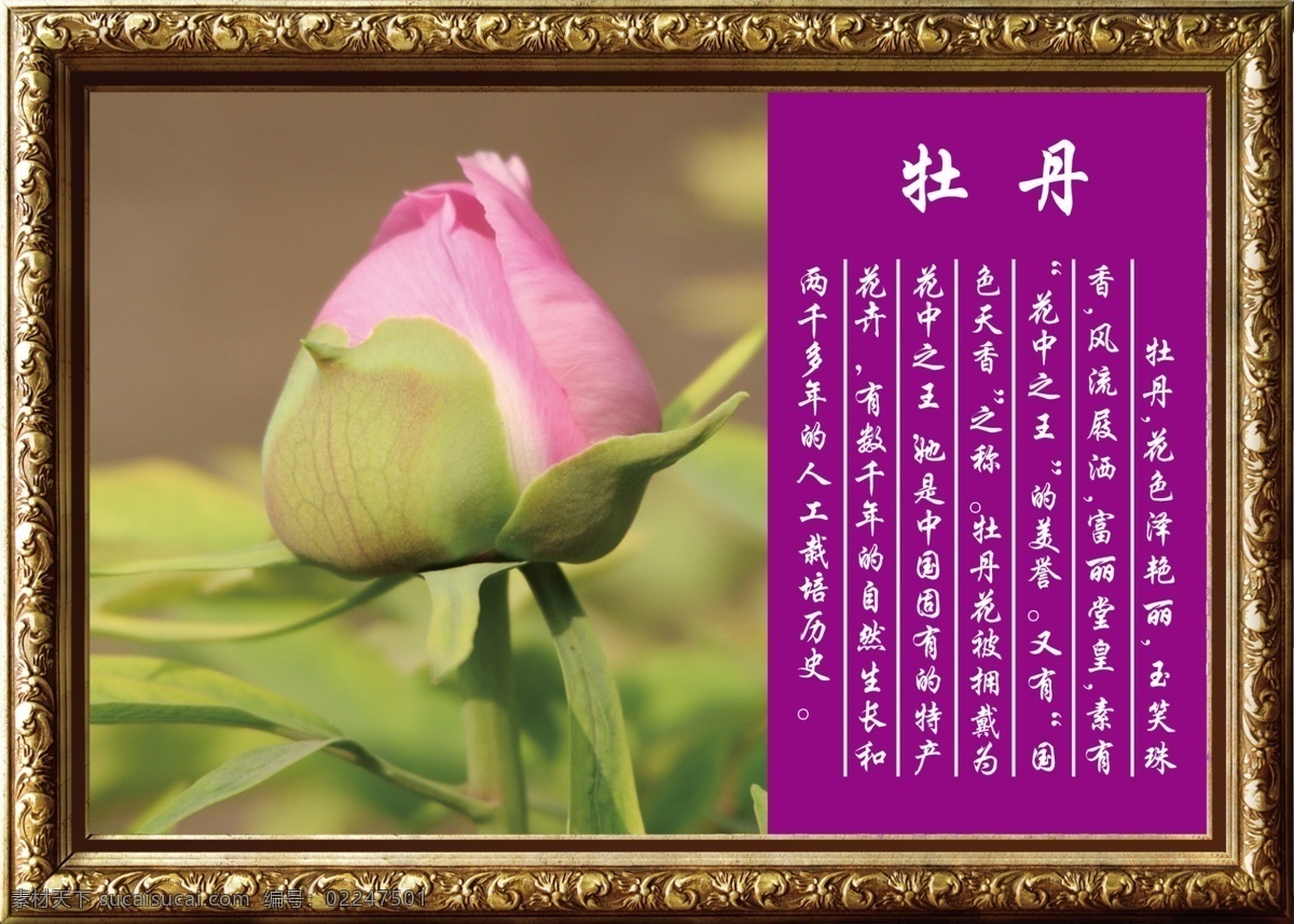 高清 牡丹 介绍 花朵 绿叶 文字 鲜花 鲜艳 叙述 紫色金框 原创设计 其他原创设计