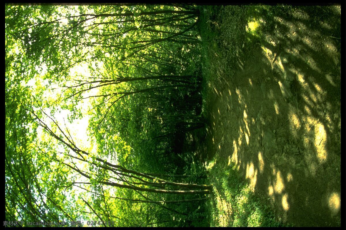 全球 首席 大百科 大自然 风光 风景 环境 森林 山林 树木 生活 旅游餐饮