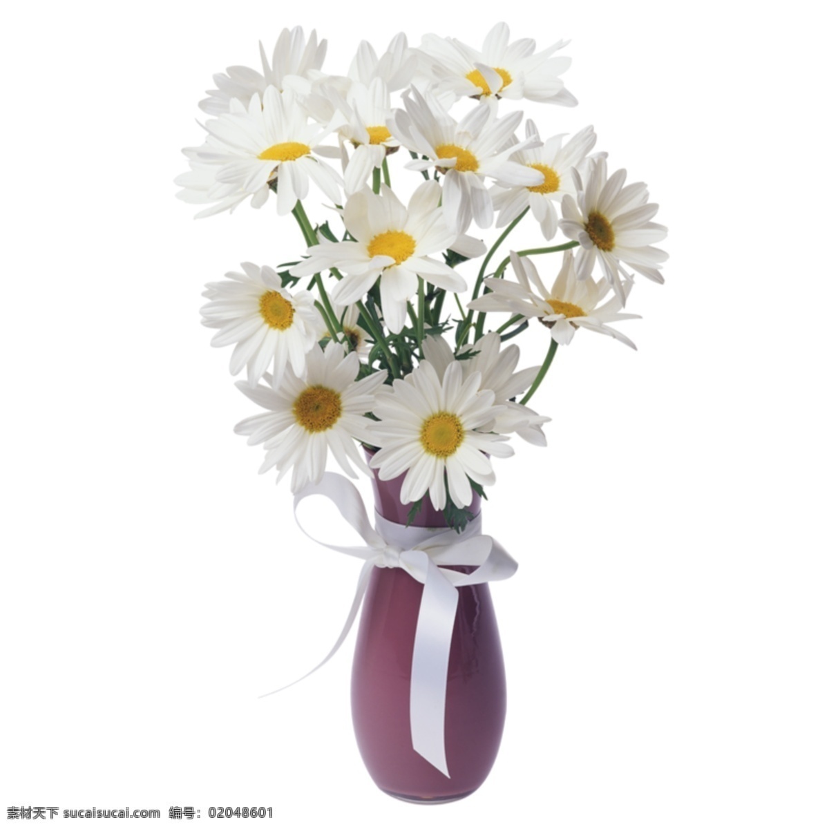 装饰 美丽 花朵 盆栽 植物 纯洁 花瓶