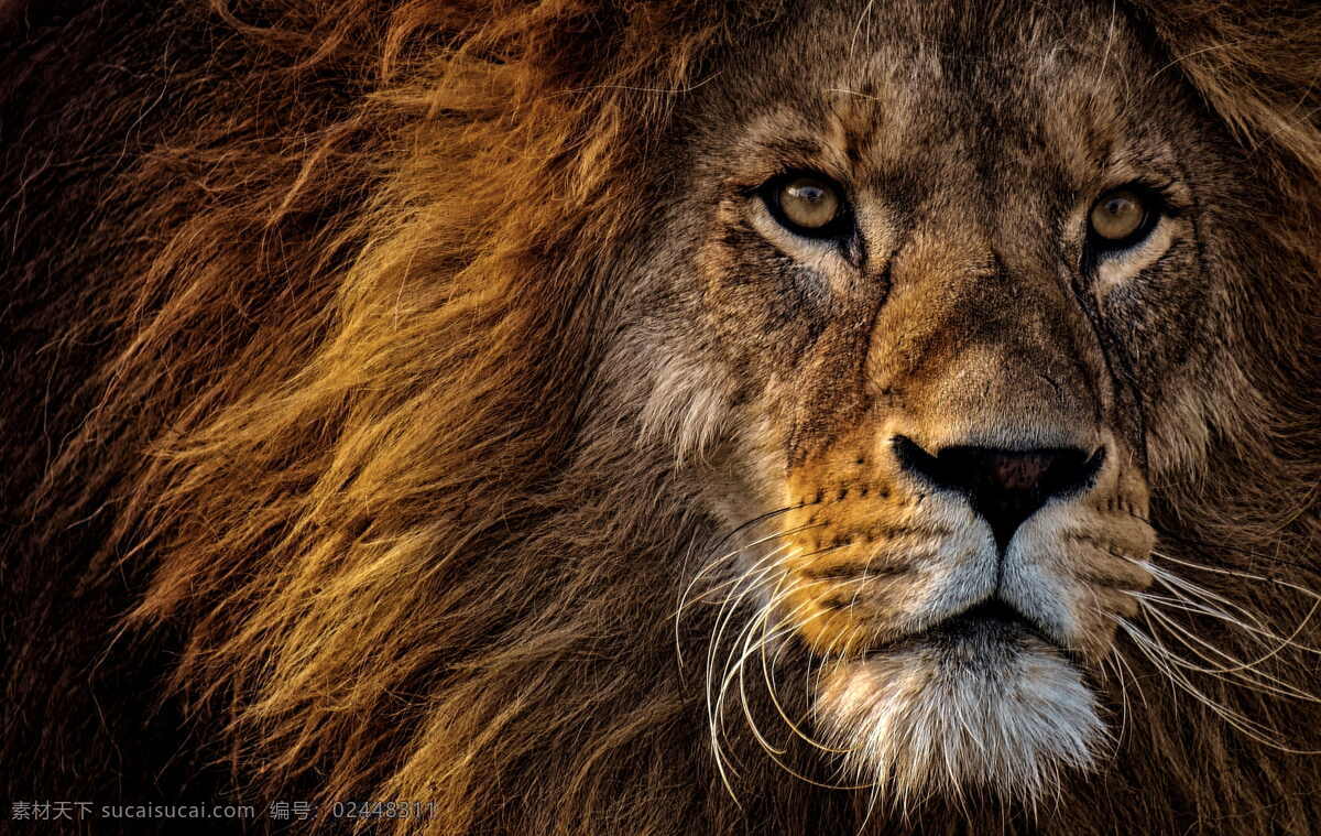 狮子头特写 动物 动物摄影 动物肖像 肉食动物 猫科 特写 哺乳动物 鬃毛 野生动物 狮子 雄性动物 食肉目 cc0 公共领域 大图 生物世界