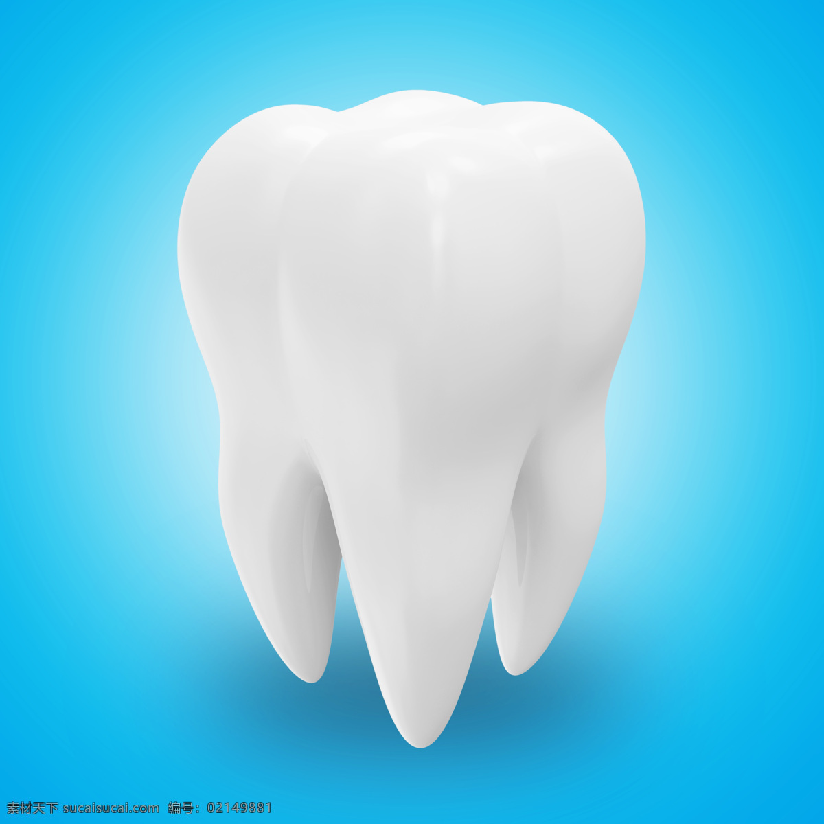 牙齿 模型 牙齿模型 保护牙齿 牙科 健康牙齿 人体器官 人体器官图 人物图片