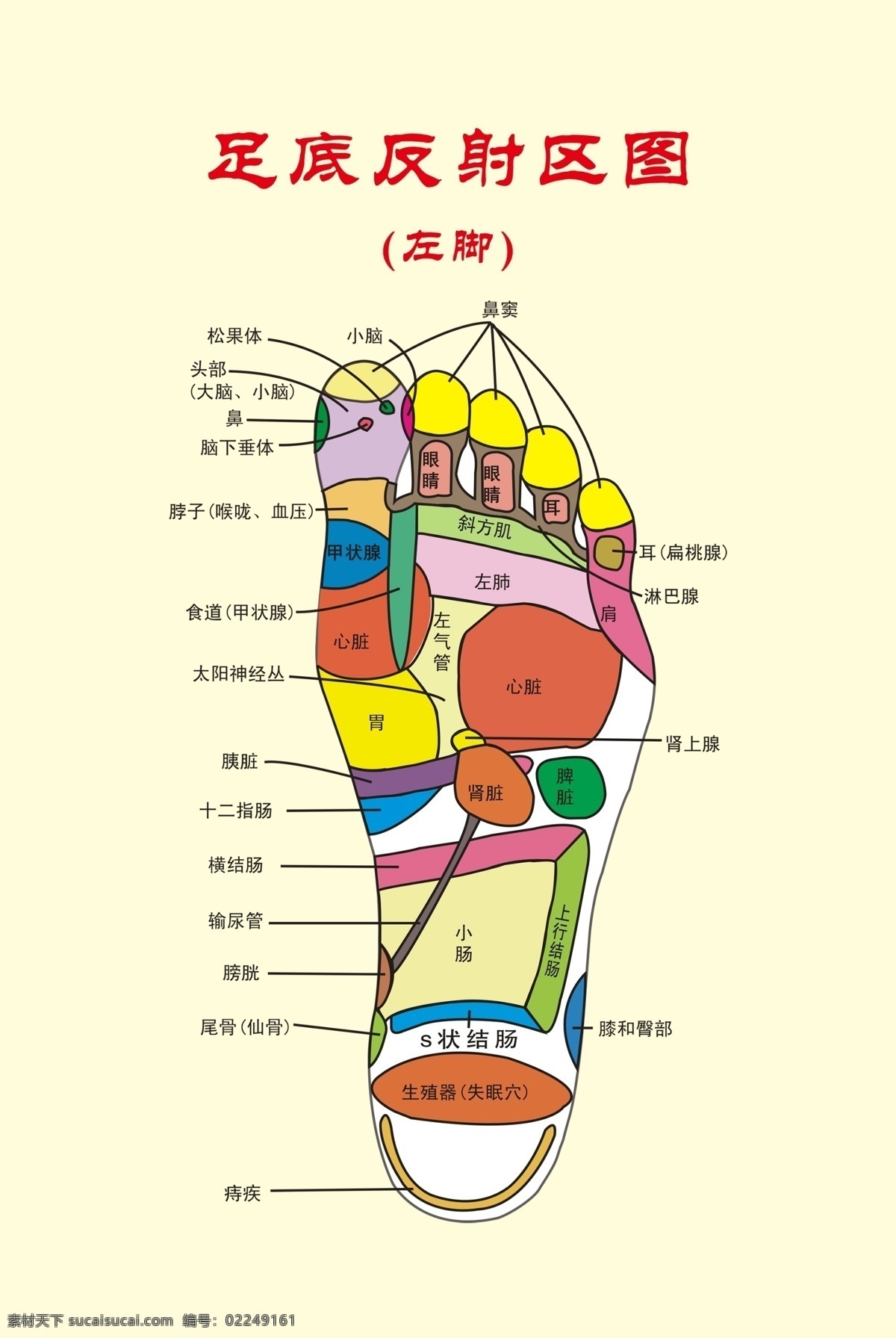 足底反射区图 足疗 穴位 反射区 足底内脏分布 足底图片 分层 源文件