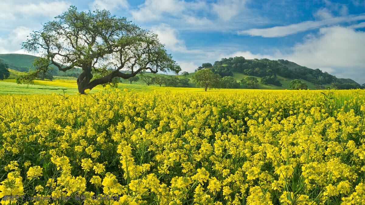 壁纸 春天 大树 风光 风景 美景 梦幻 油菜 花海 油菜花海 鲜花 自然 唯美 美丽自然 自然风景 自然景观 psd源文件