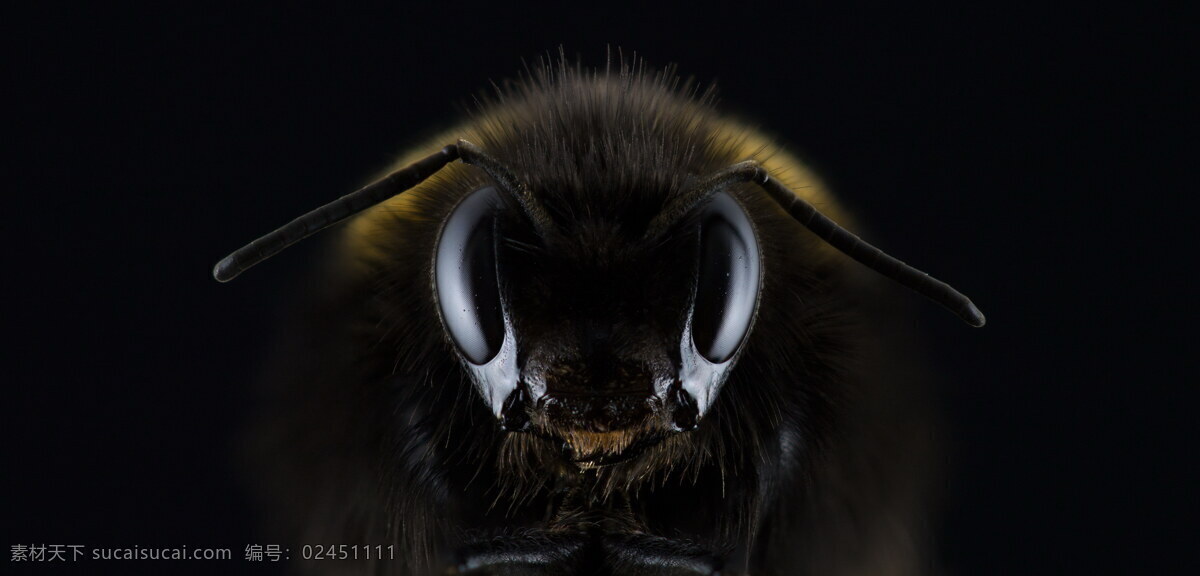 熊蜂高清 蜜蜂图片 熊蜂 蜜蜂 小蜜蜂 节肢动物 小昆虫