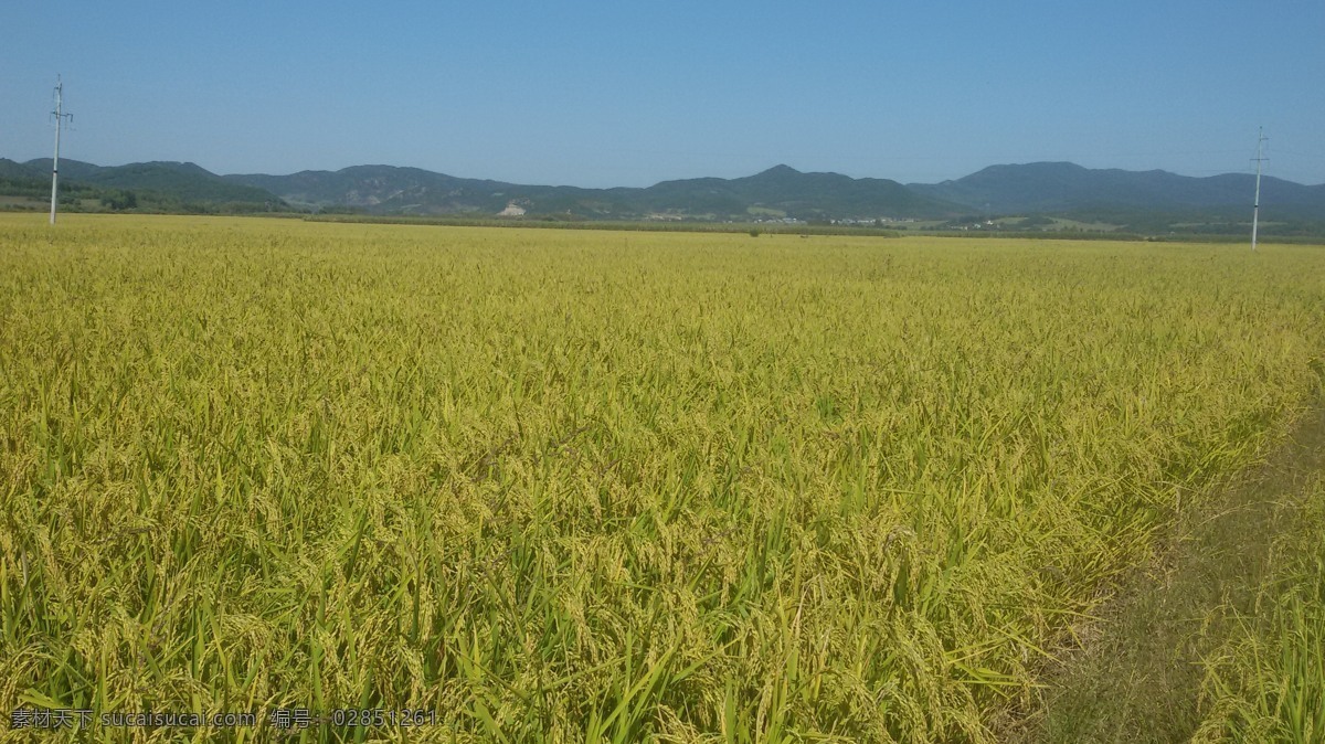 水稻 稻田 水田大米 粮食 农业 禾苗 稻谷 五常 植物 自然景观 田园风光