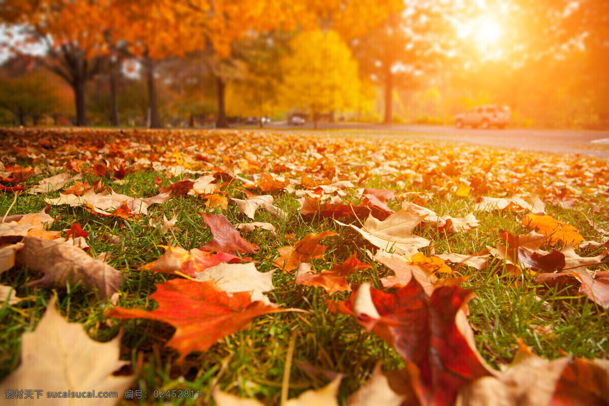 草地 上 梧桐 叶 草地上的落叶 黄叶 秋季美景 美丽风景 秋季景色 山水风景 风景图片