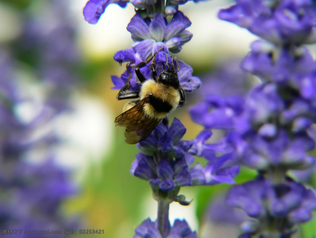 蜂 花 恋 百花世界 花朵 蜜蜂 鲜花 向日葵 蜂花之恋 蜂与花 生物世界