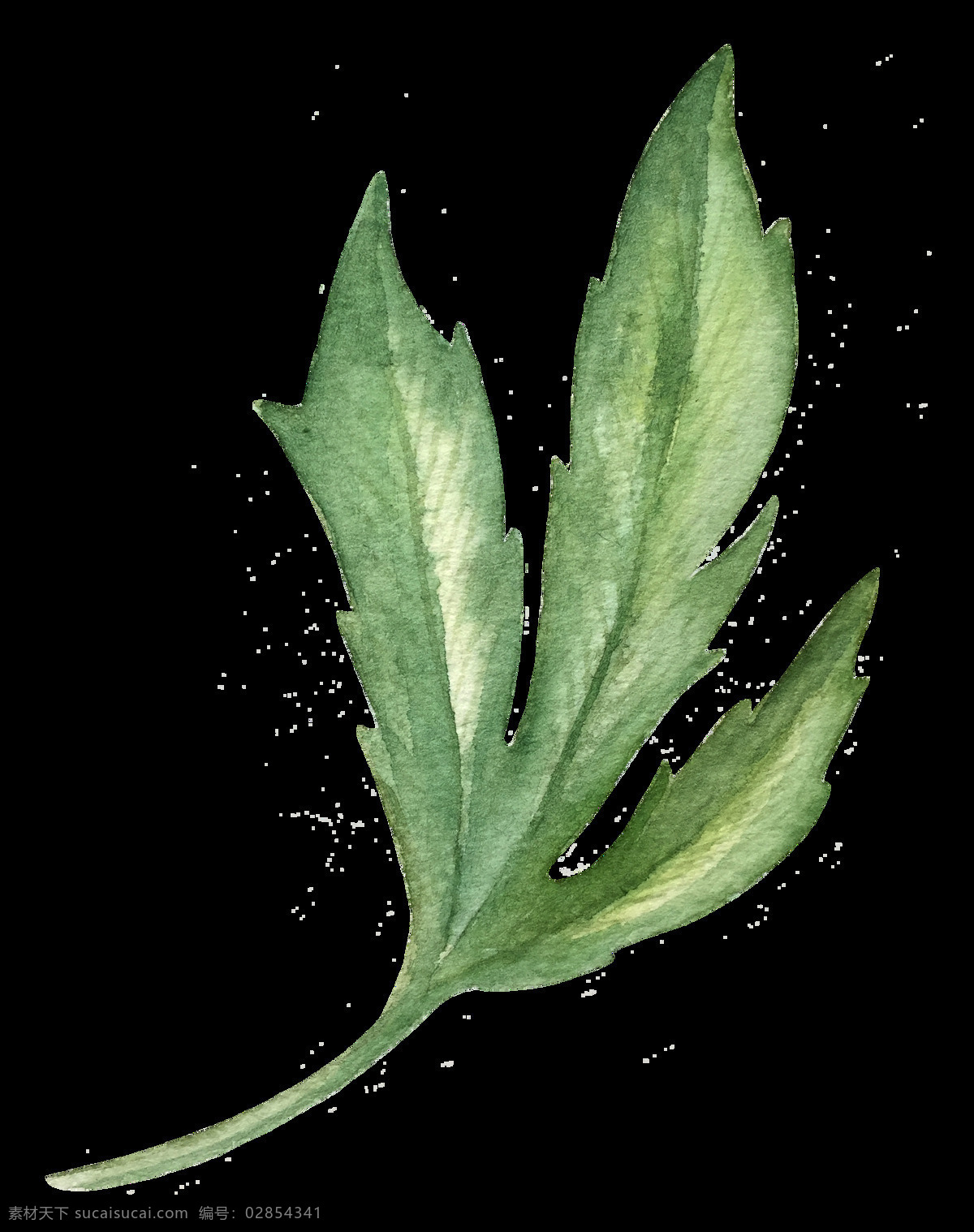 刺 树叶 卡通 透明 多刺 简约 时尚 绿植