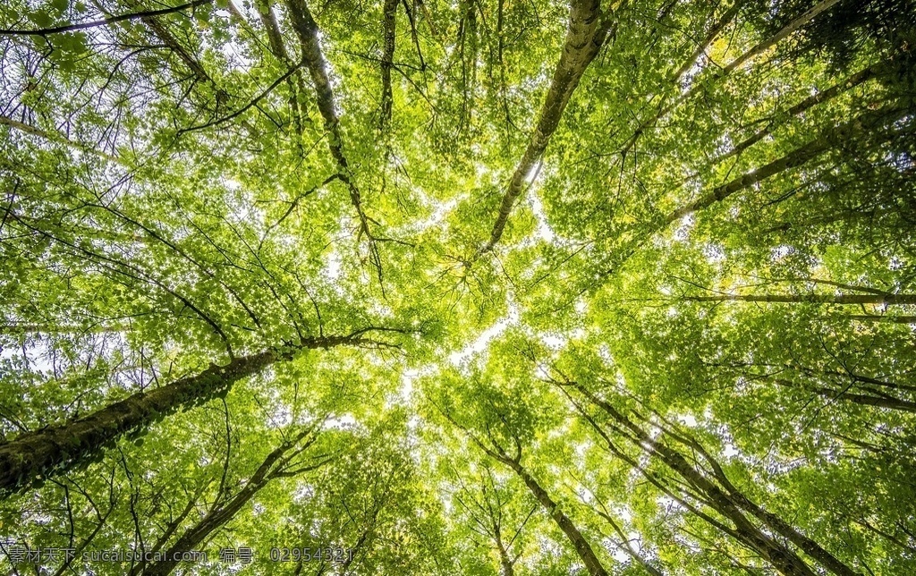 树林 森林素材 秋天图 小路 枫林 树 灌木林 植物素材 背景 自然景观 秋景图 森林 树的素材 背景图 树的背景 自然风景 大自然 绿色植物 植物 风景图 自然风景图 树木 高清风景图 大自然图 意境图 唯美风 小清新 设计元素 壁纸 树叶 树叶素材 树叶近景 红叶 枫叶 秋天素材 风景