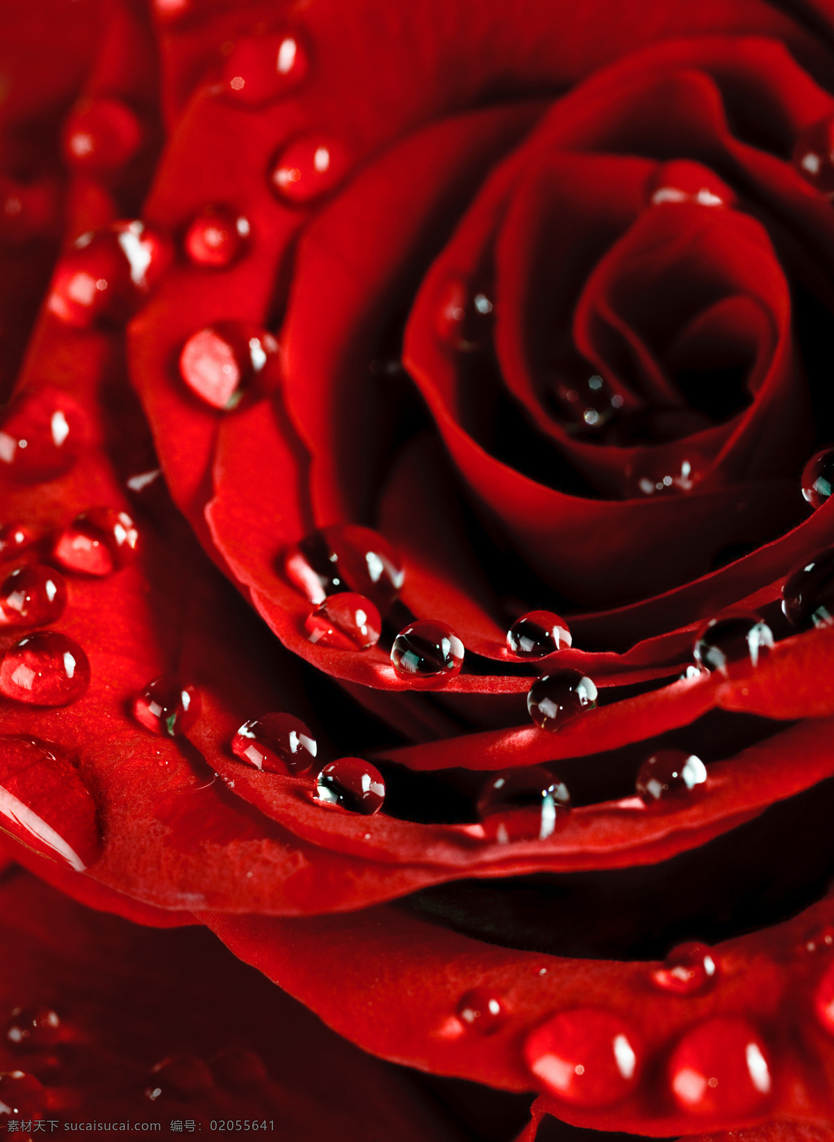 带露 珠 红玫瑰 花 花卉 花朵 红色 玫瑰
