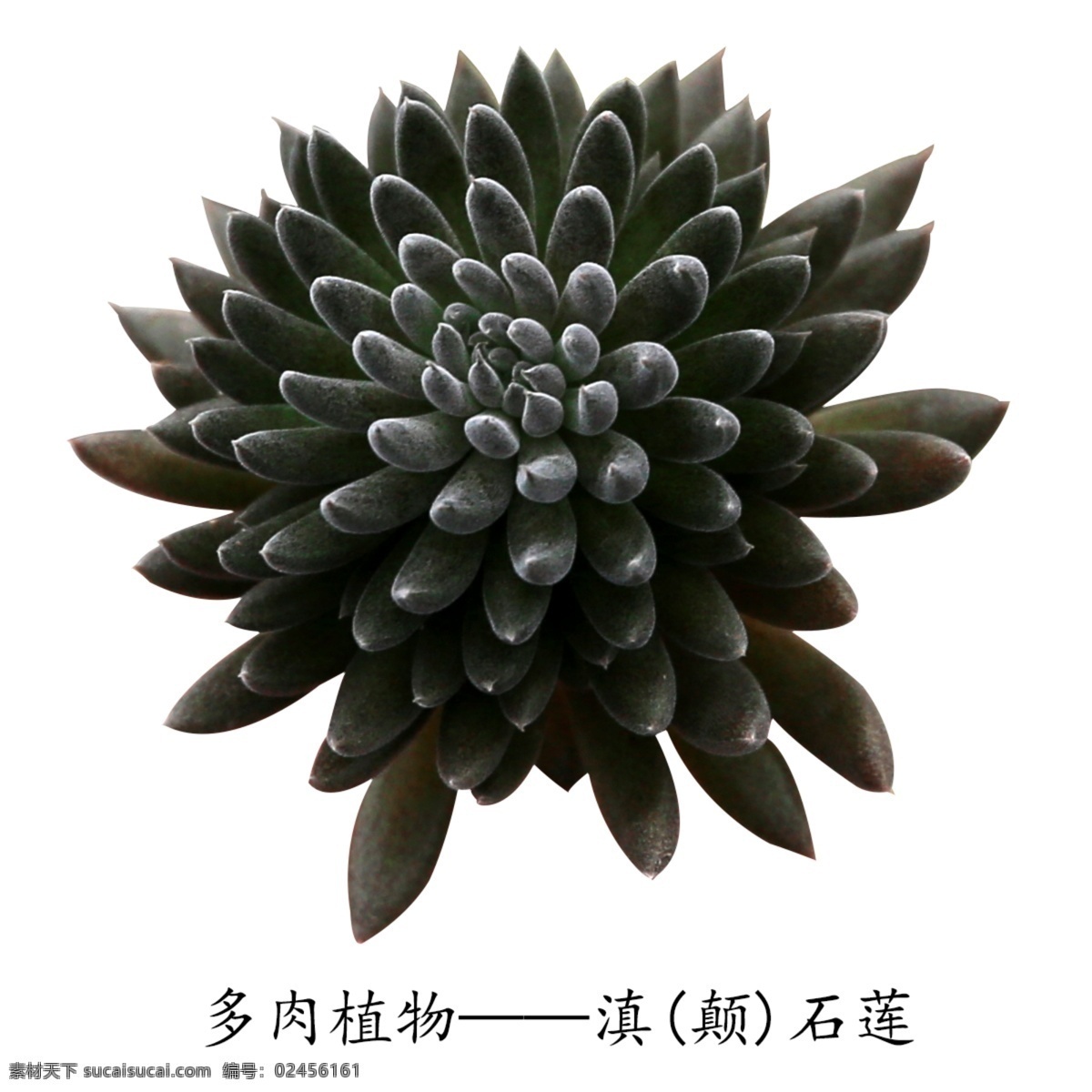 肉 植物 滇 颠 石莲 多肉植物 滇颠石莲 萌肉肉 肉肉花 多浆植物 盆栽绿植 绿色植物 电商素材